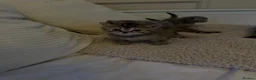 Scottish Fold cats for sale: Scottish fold / Straight kittens  in Nottingham - Advert 12