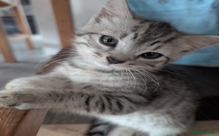 Mixed Breed cats - Advert 16