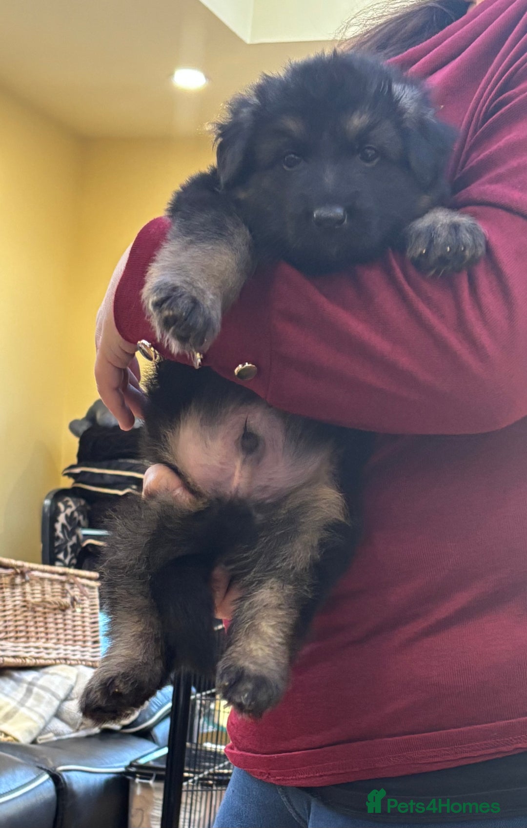 German Shepherd dogs for sale: Be my  **   - Advert 11