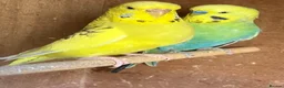 Budgerigars birds for sale: Baby budgies and pairs for sale  - Advert 14