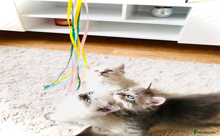 Ragdoll cats - Advert 8