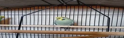 Budgerigars birds for sale: Two lady budgies ready for a new home - Advert 5