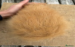 Guinea Pig rodents for sale: Pure bred California & Swiss guineapigs  - Image 5