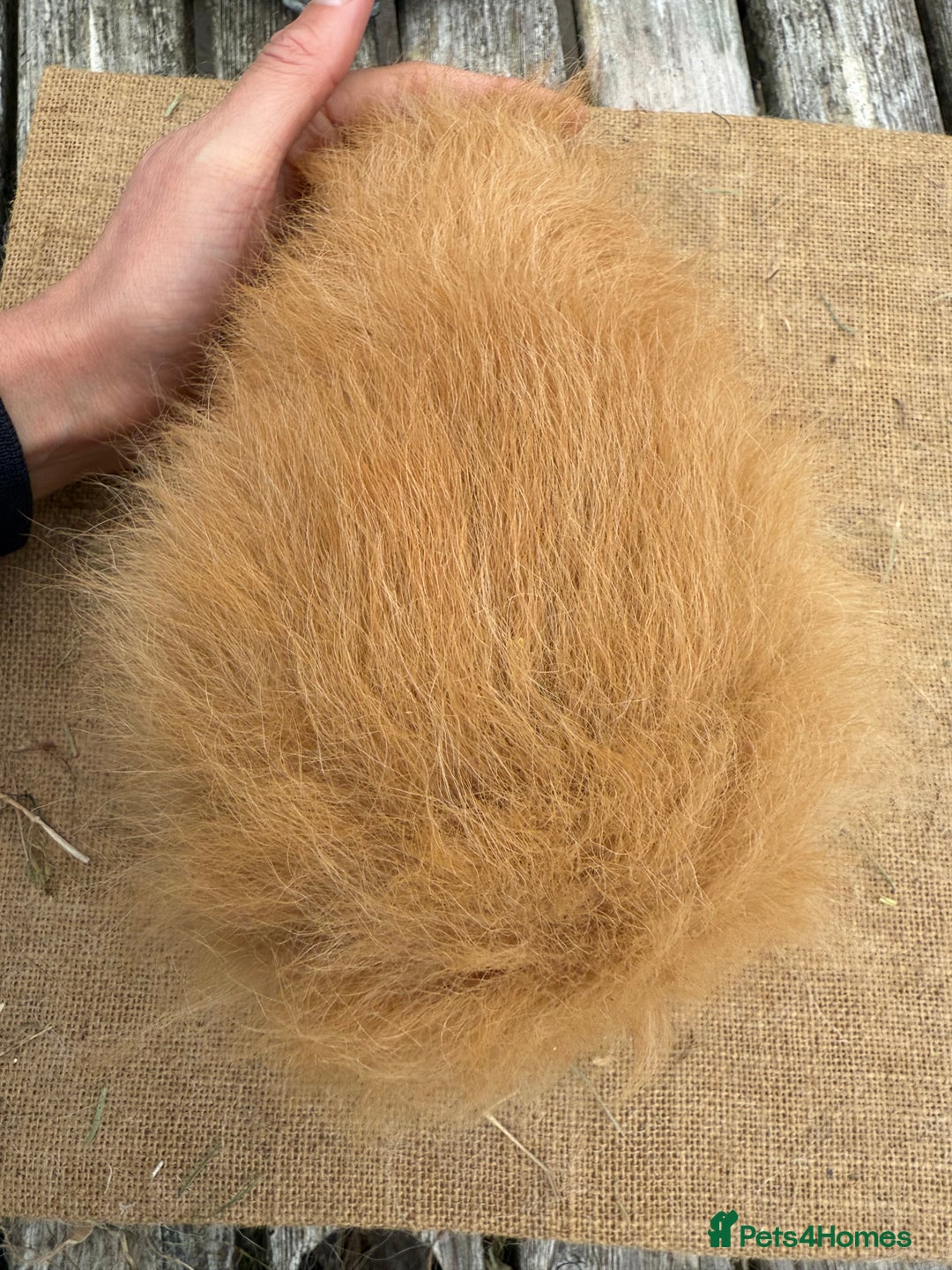 Guinea Pig rodents for sale: Pure bred California & Swiss guineapigs  - Image 5
