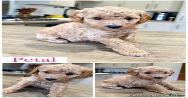 Cockapoo dogs - Advert 15