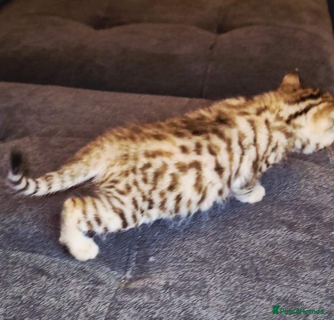 Bengal cats for sale: Absolutely Stunning Bengals  - Image 22