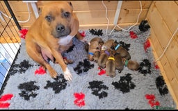 Staffordshire Bull Terrier dogs for sale: !READY NOW! KC Reg Quality Red Staffy Puppies  - Image 35