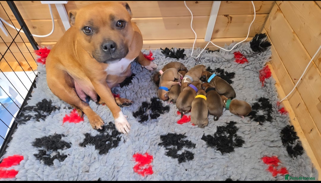 Staffordshire Bull Terrier dogs for sale: !READY NOW! KC Reg Quality Red Staffy Puppies  - Image 35