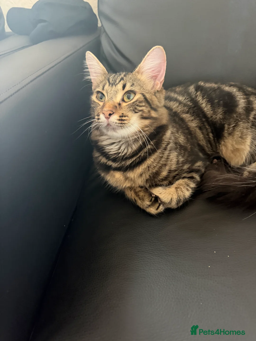 Mixed Breed cats for sale: Two Kittens Stay Together British American Mix  - Advert 2