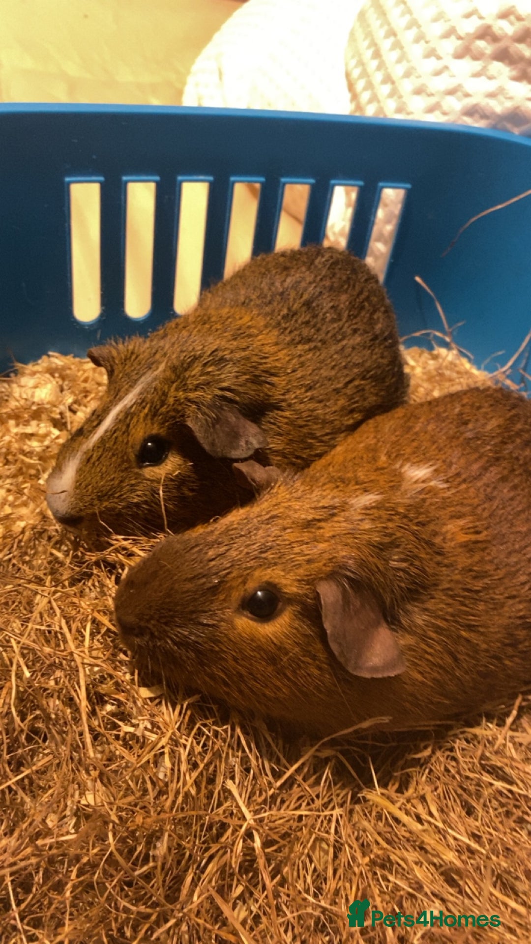 Guinea Pig rodents for sale: two male guinea pigs  - Advert 5