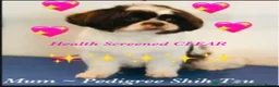 Shih Tzu dogs for sale: 💙 FLUFFY TEDDY BEAR SHIH TZU BOYS 💙 - Advert 12