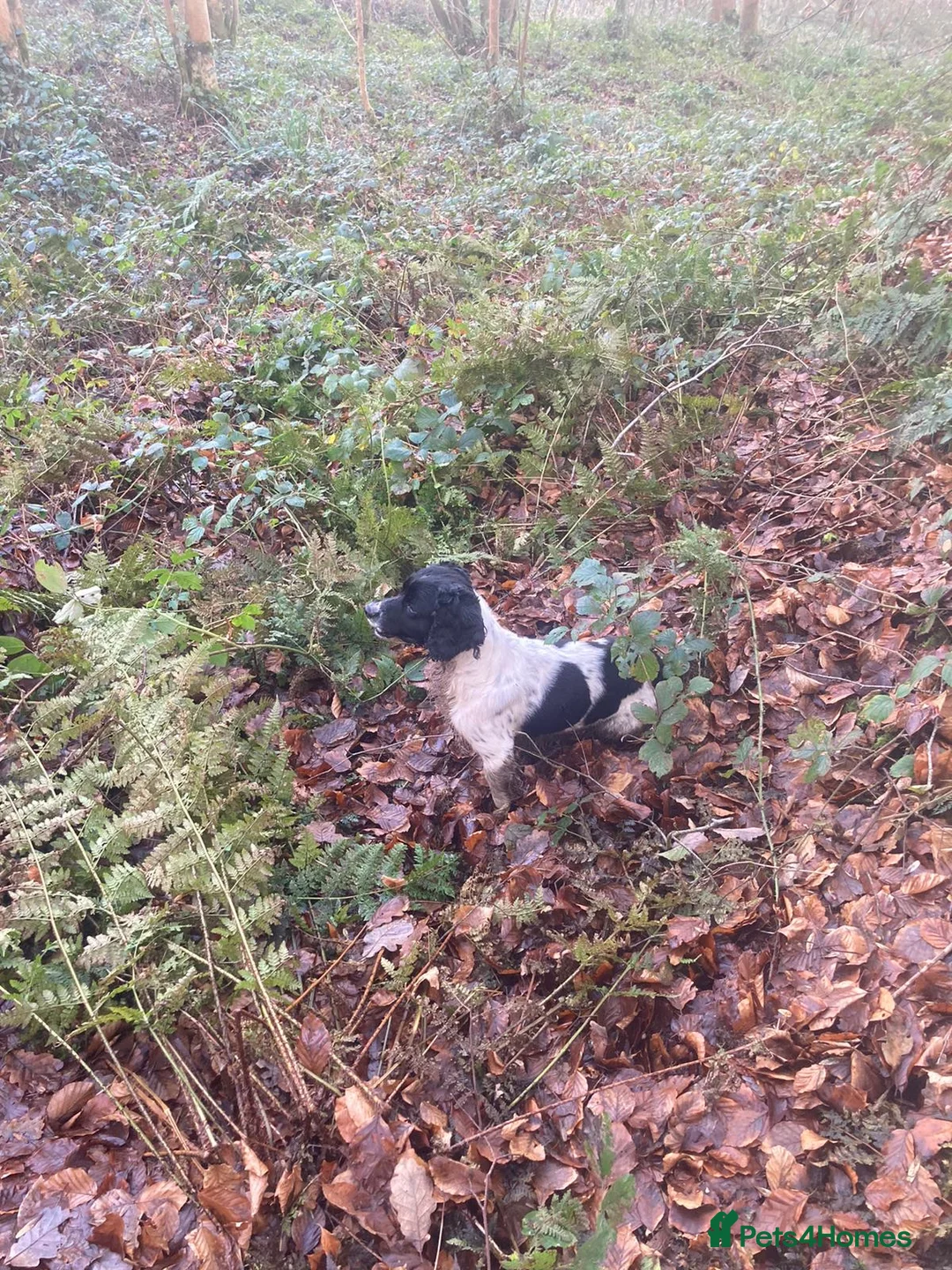 English Springer Spaniel dogs for stud: Beautiful Fully Health tested in Wrexham - Advert 8