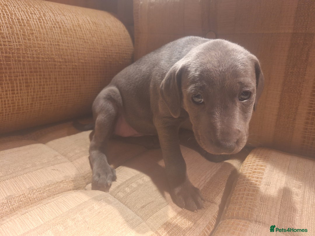 Mixed Breed dogs for sale: Blue staff whippet Cross  - Advert 10