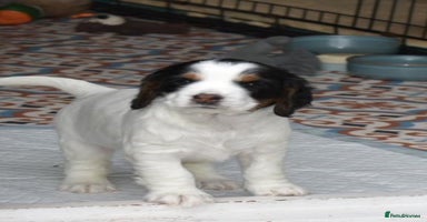 Cocker Spaniel dogs - Advert 3