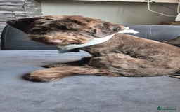 Mixed Breed dogs for sale: 12 month old havapoo - Image 6
