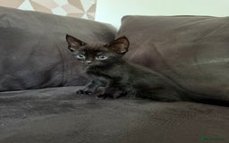 Bengal cats for sale: Kittens - Image 15