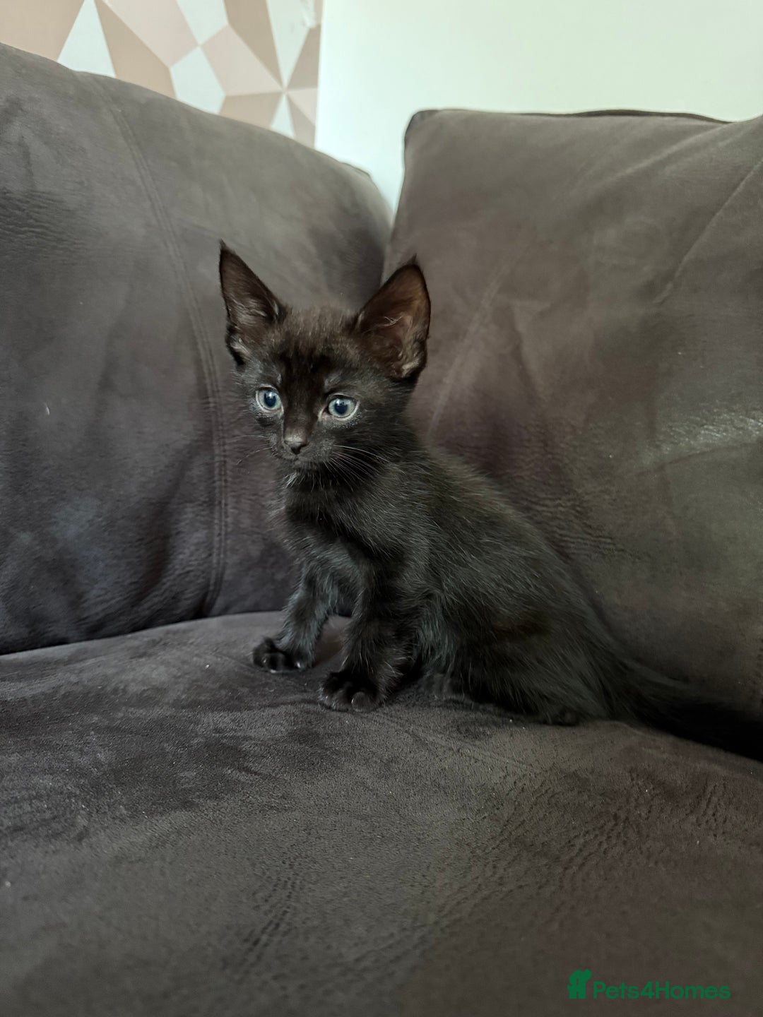 Bengal cats for sale: Kittens - Image 15