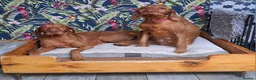 Hungarian Vizsla dogs for sale: Wirehaired vizsla puppies  - Advert 19