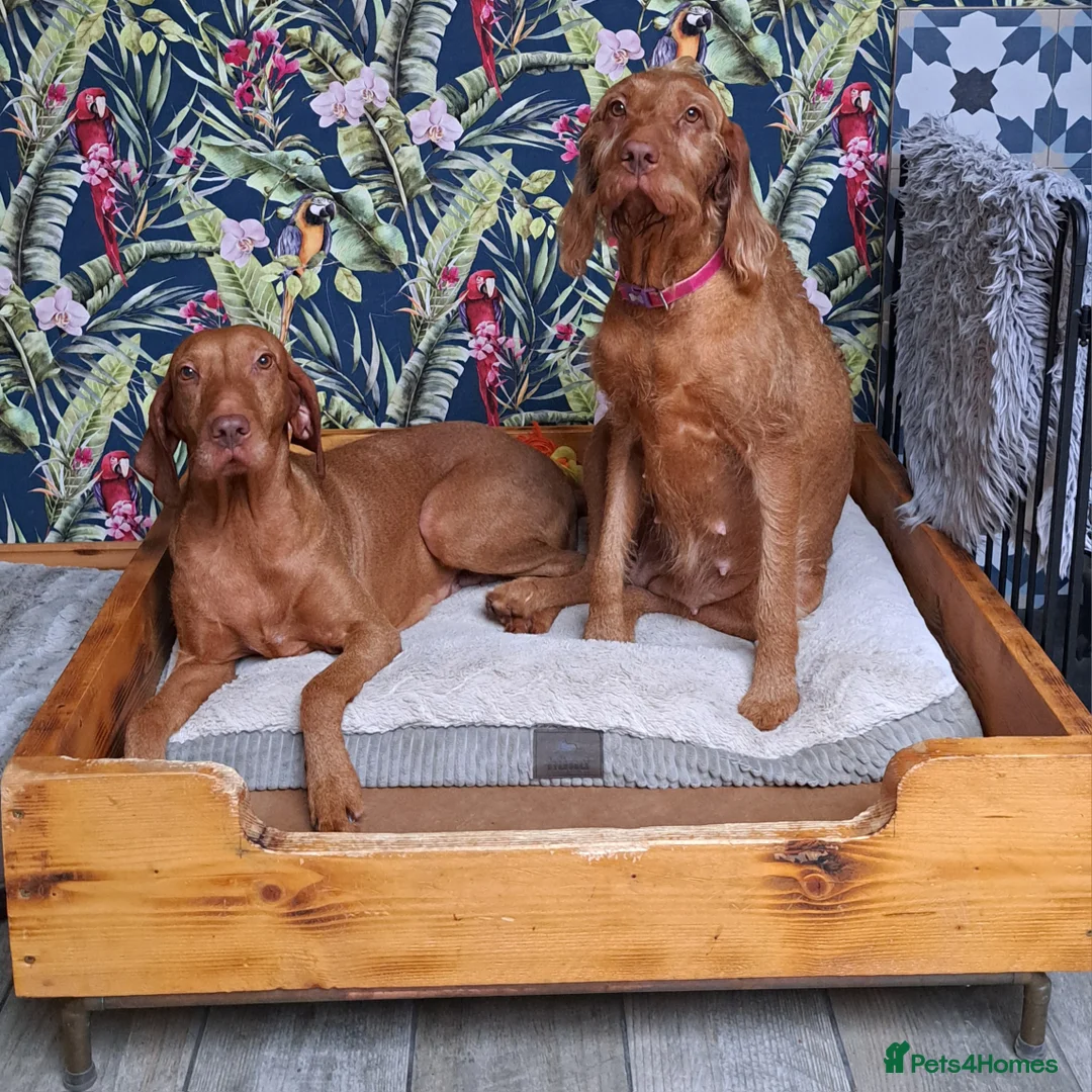 Hungarian Vizsla dogs for sale: Wirehaired vizsla puppies  - Advert 19
