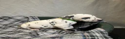 Dalmatian dogs for sale: Dalmatian puppies  in Okehampton - Advert 8