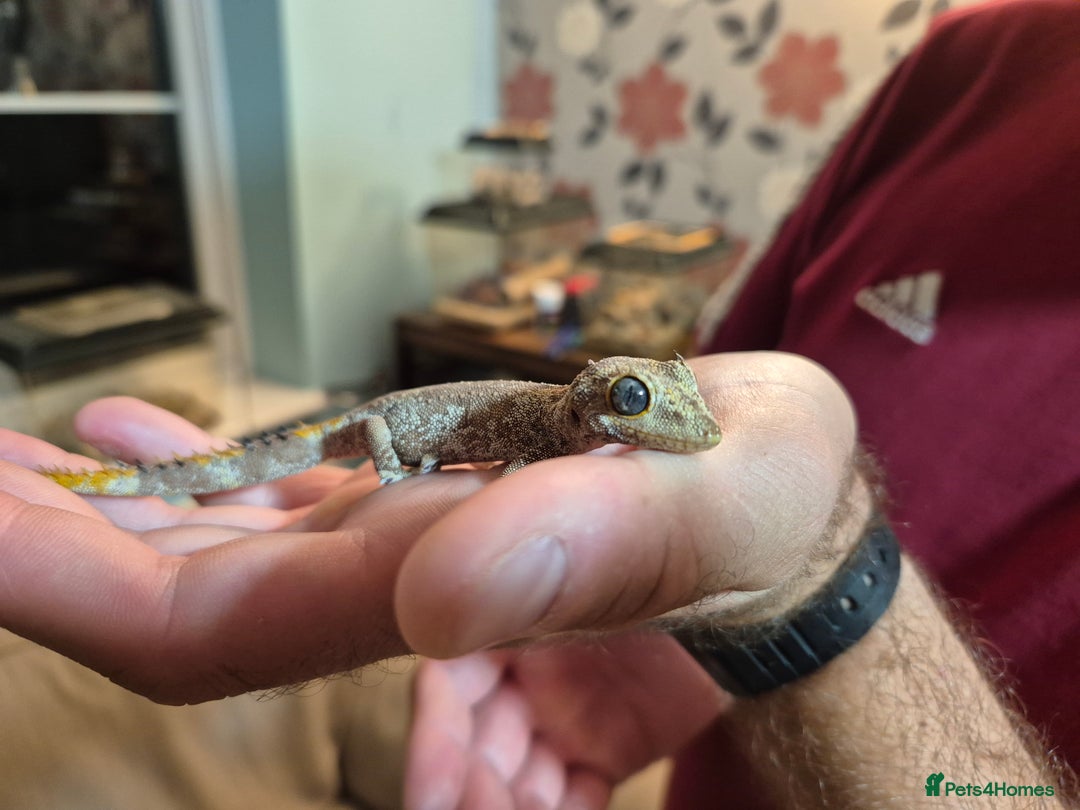 Gecko reptiles for sale: Pair of Northern Spiny tailed geckos and setup - Image 5