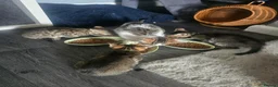 Mixed Breed cats for sale: Bengal × tabby kittens  in Rotherham - Advert 4