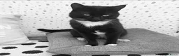 Mixed Breed cats for sale: 5 year old tuxedo cat needing a home - Advert 3