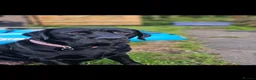 Springador dogs for sale: 🌟 8 Stunning Springador Puppies 🌟 in Stranraer - Advert 6