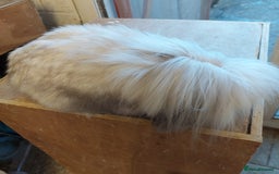 Mini Lion Lop rabbits for sale: Pure bred Dm mini lionlop buck  - Image 7