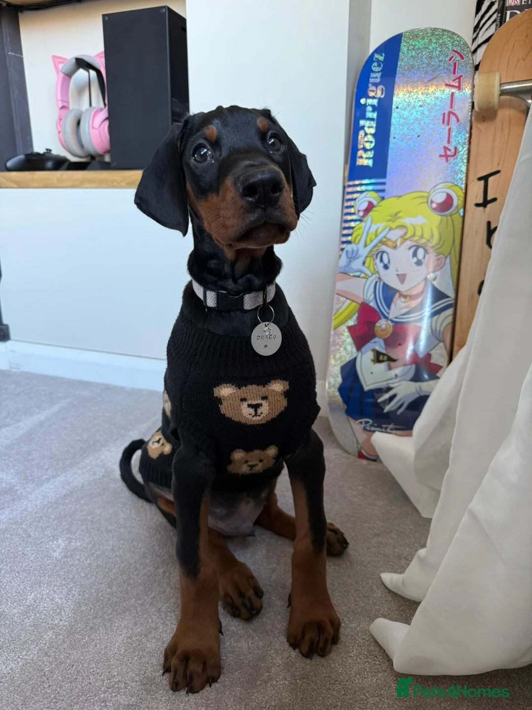 Dobermann dogs for stud: KC Health & Heart tested stud in Burnley - Advert 22