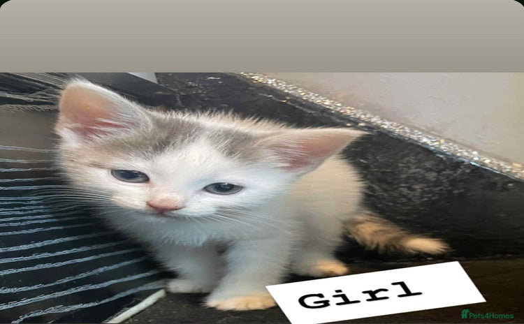 Domestic Shorthair cats - Advert 6