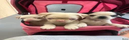 Pug dogs for sale: Stunning unique pug puppies - Advert 13