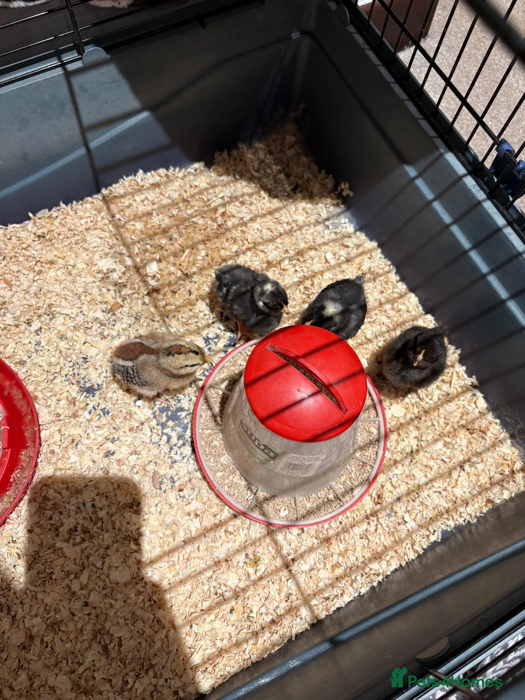 Mixed Breed birds for sale: Barley Top Poultry  in Burnley - Advert 8