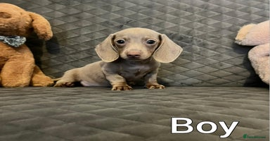 Miniature Dachshund dogs Miniature Dachshund  - Advert 8