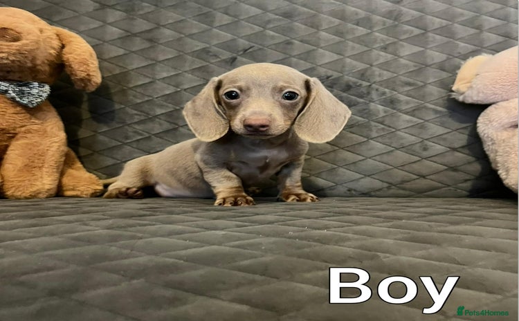 Miniature Dachshund dogs Miniature Dachshund  - Advert 1