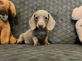Miniature Dachshund dogs Miniature Dachshund - Advert 4