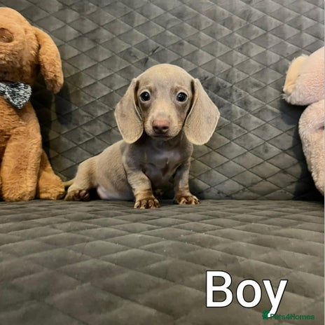 Miniature Dachshund dogs Miniature Dachshund - Advert 3