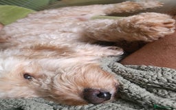 Cockapoo dogs for sale: Handsome Angel Boy Seeking Loving Forever Home. - Image 3