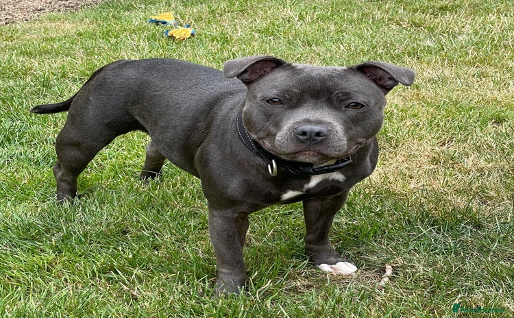 Staffordshire Bull Terrier dogs Blue Staffordshire Bull Terrier puppies for sale - Advert 6