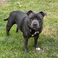 Staffordshire Bull Terrier dogs Blue Staffordshire Bull Terrier puppies for sale - Advert 8