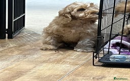 Cockapoo dogs for sale: Healthy Cockapoos boys fully vaccinated  - Image 31