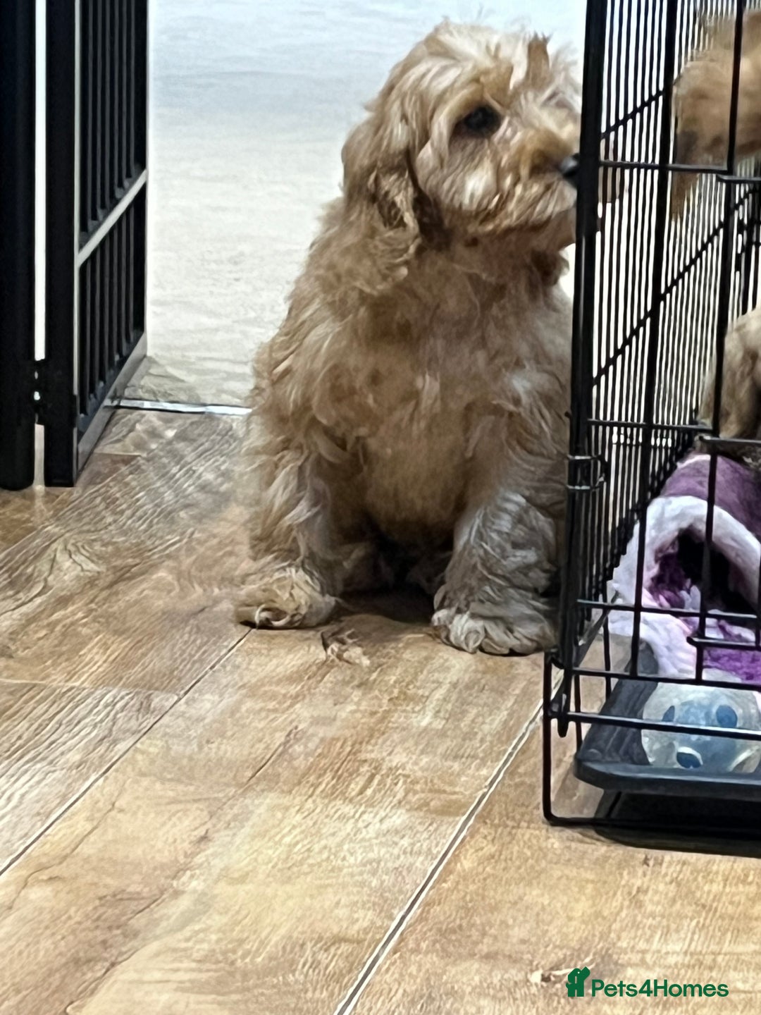 Cockapoo dogs for sale: Healthy Cockapoos boys fully vaccinated  - Image 31