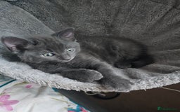 Ragdoll cats for sale: 2 grey boys half ragdoll  - Image 2