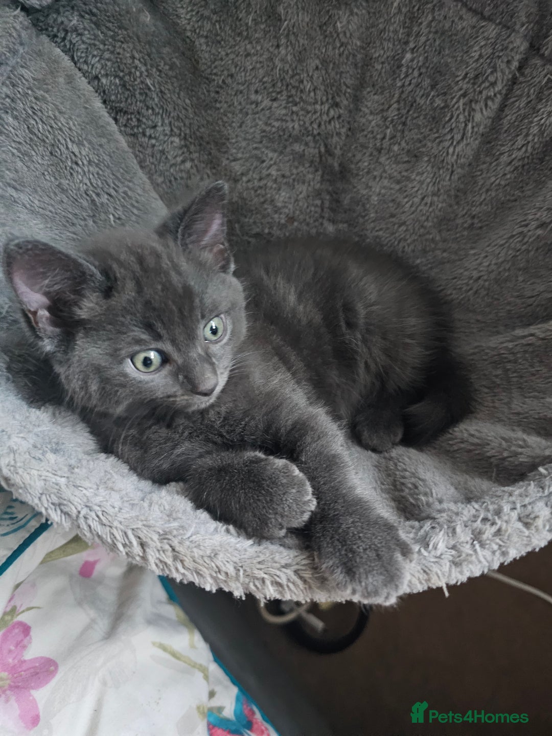 Ragdoll cats for sale: 2 grey boys half ragdoll  - Image 2