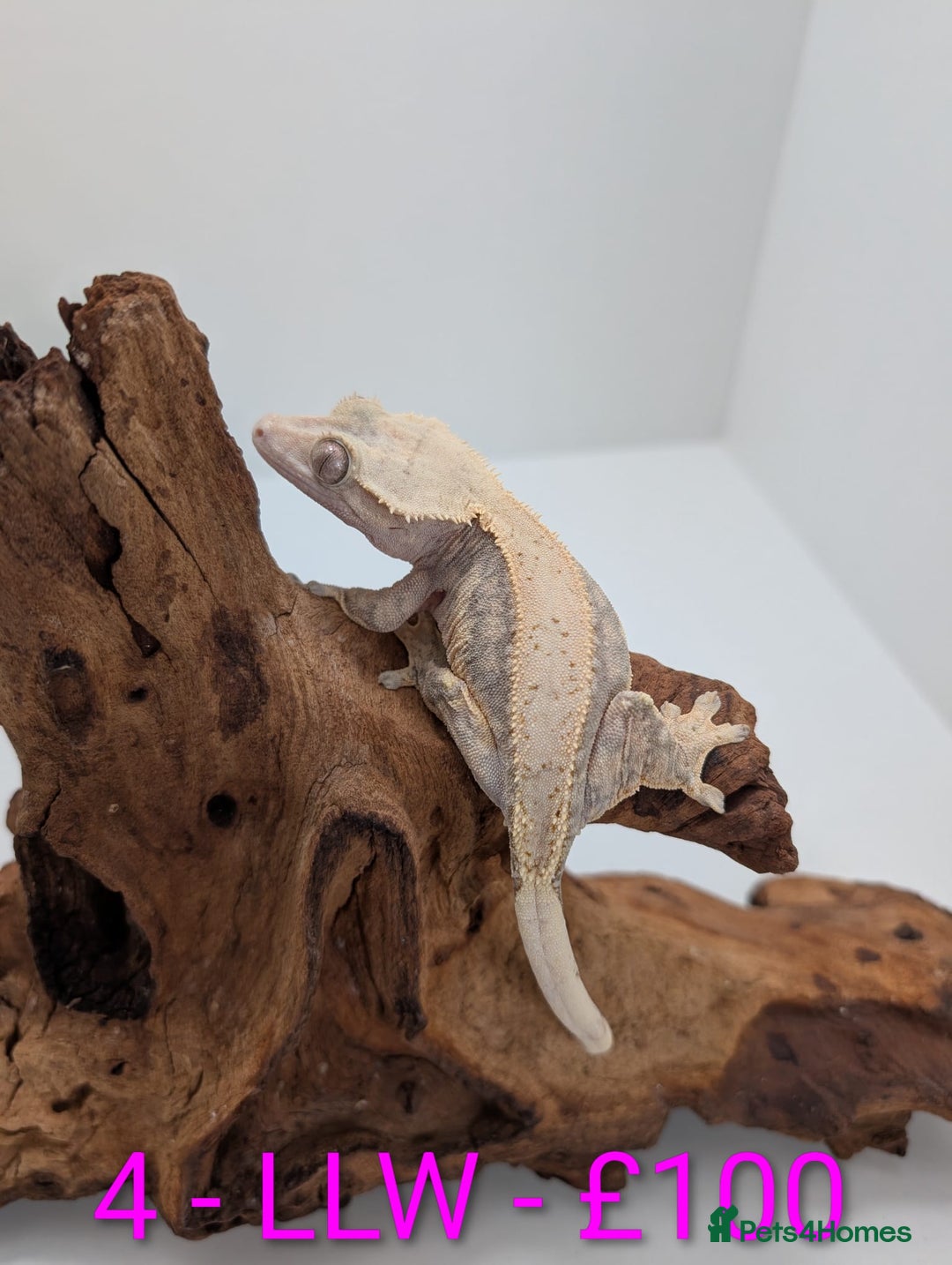 Gecko reptiles for sale: Adult Crested Geckos - Advert 4