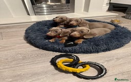 Miniature Dachshund dogs for sale: 8 Week Old Miniature Dachshund Puppies - Image 1
