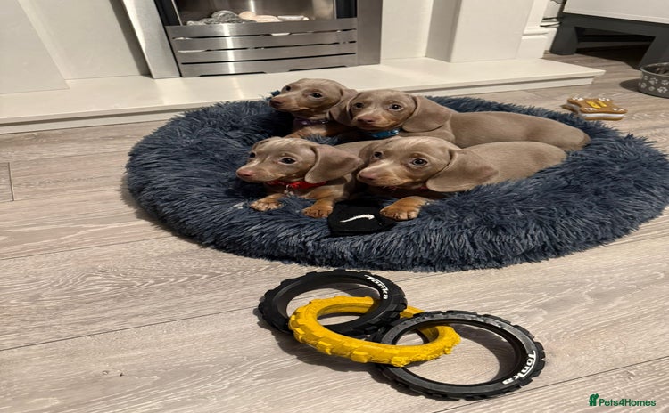 Miniature Dachshund dogs - Advert 1