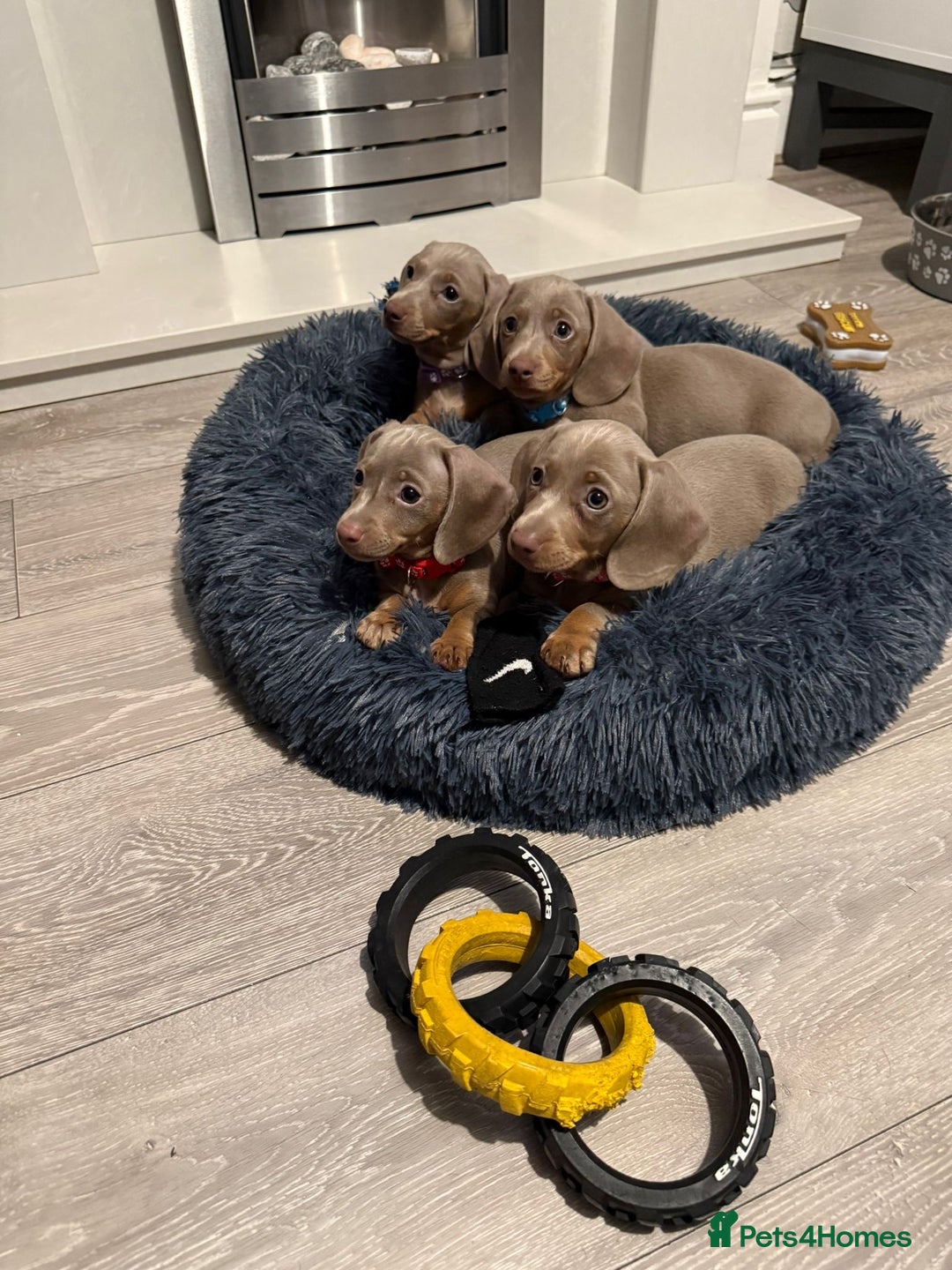 Miniature Dachshund dogs for sale: 8 Week Old Miniature Dachshund Puppies - Image 1