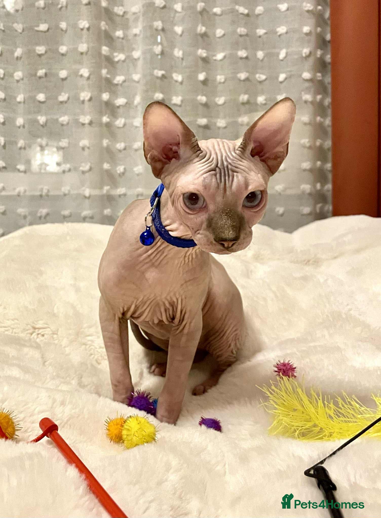 Sphynx cats Adorable Sphynx Kitten for sale  - Advert 6