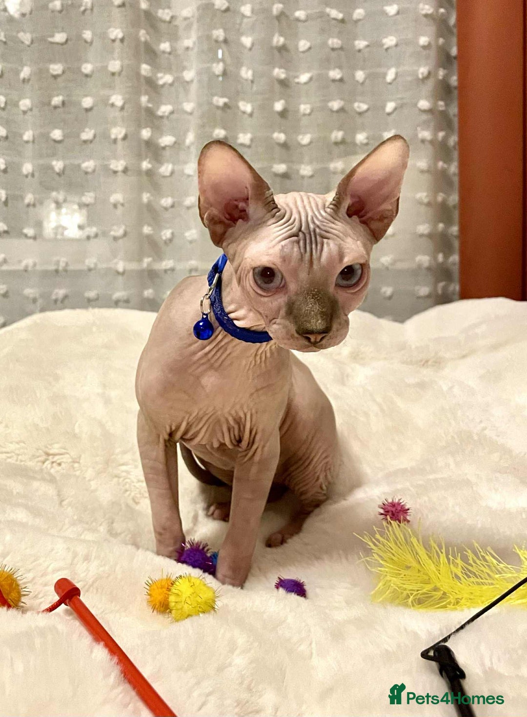 Sphynx cats for sale: Adorable Sphynx Kitten for sale  - Image 3